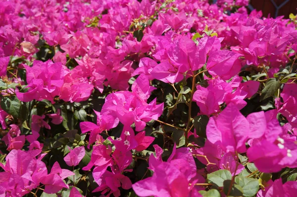 Roze bougainville bloesem — Stockfoto