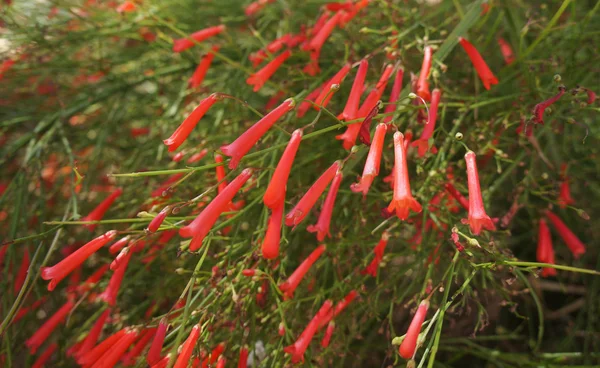 Russelia equisetiformis — Fotografia de Stock