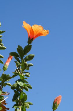 ebegümeci çiçeği