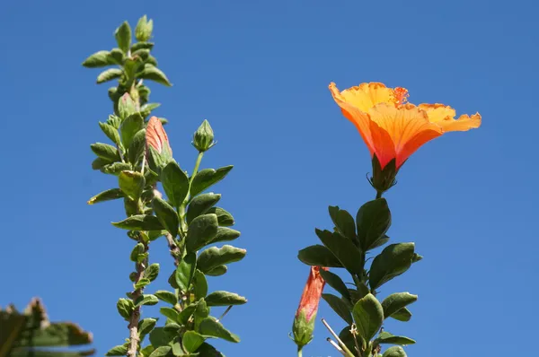 Hibiscus blomma — Stockfoto