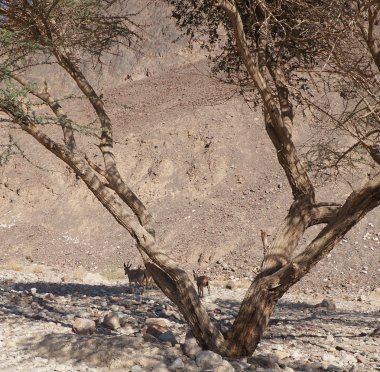 -buzlu vahşi geyikler