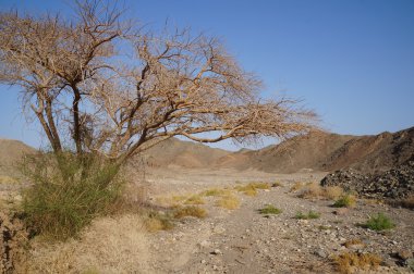 eilat yakınlarında Wadi shahamon