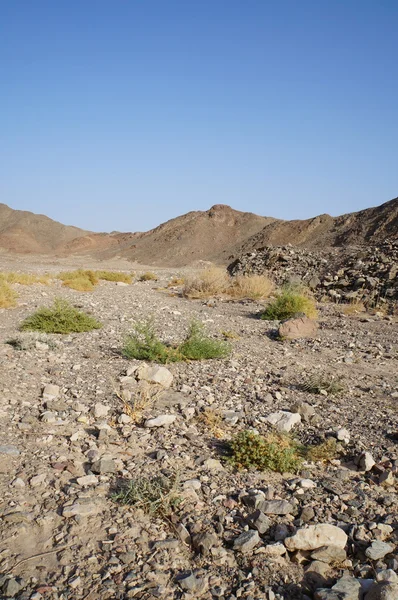 Wadi Shahamon cerca de Eilat —  Fotos de Stock