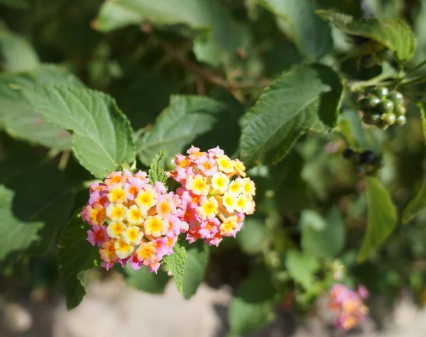 Lantana camara çiçeği — Stok fotoğraf