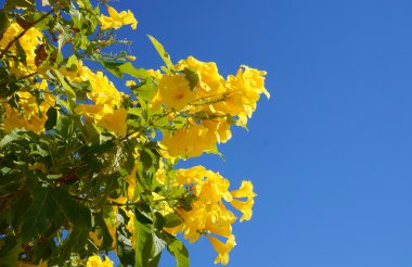 tecoma stans çiçeği