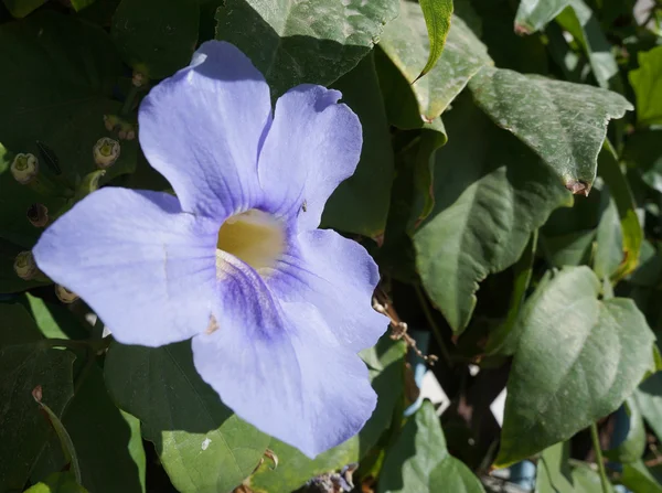 Thunbergia grandiflora flor e voar — Fotografia de Stock