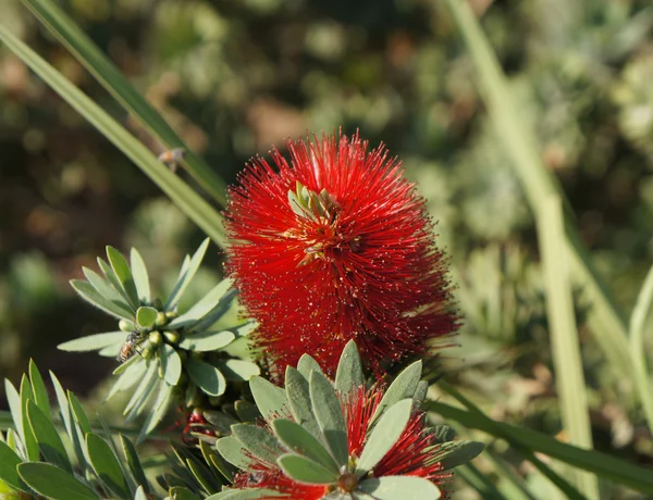 Callistemon blossom — Stock Photo, Image