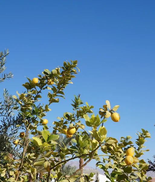 Yellow lemons on the blue sky background — Zdjęcie stockowe