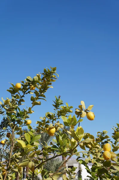 Желтые лимоны на голубом фоне неба — стоковое фото