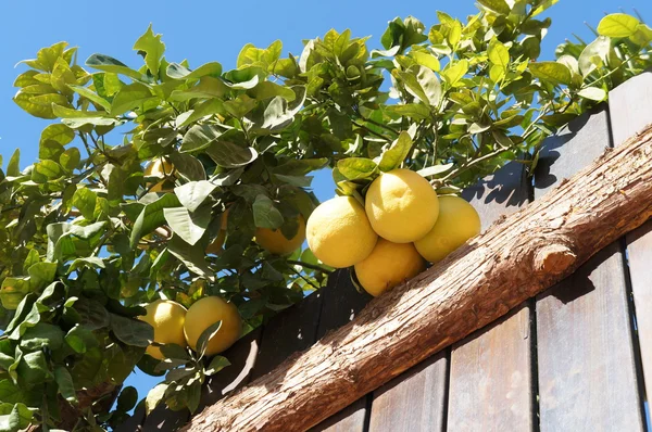 Gelbe Grapefruits und Holzzaun — Stockfoto