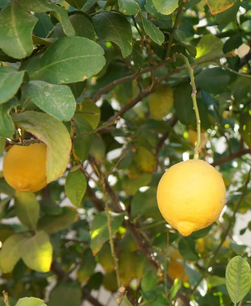 Žluté citrony na stromě — Stock fotografie