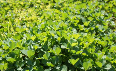 yonca arka planda kalıyor.