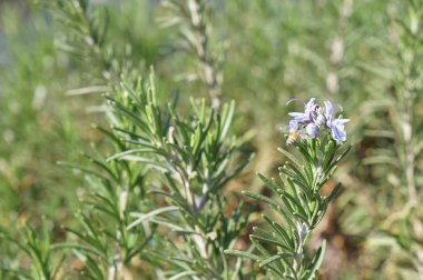 Biberiye çiçeği, seçici odak