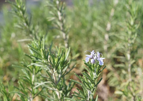 Rosmarinblüte, selektiver Fokus — Stockfoto