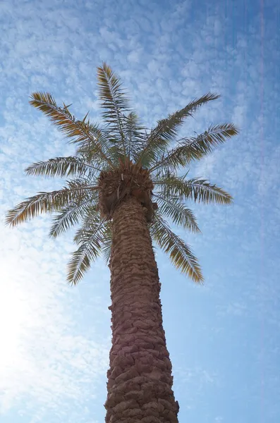 Palmera — Foto de Stock