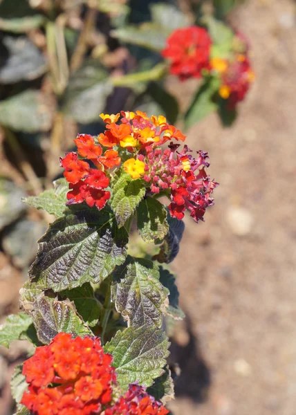 Lantana camara çiçeği