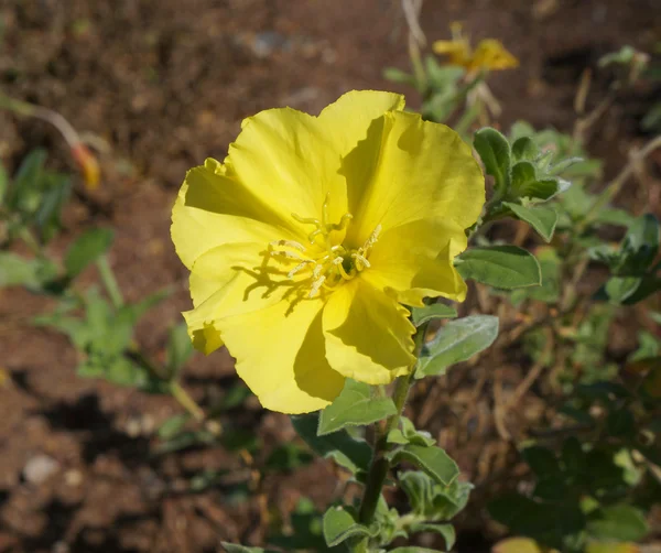 Oenothera drummondii blühen — Stockfoto