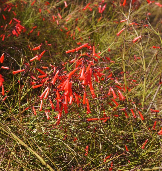 Russselia equisetiformis blossom — Stock Photo, Image