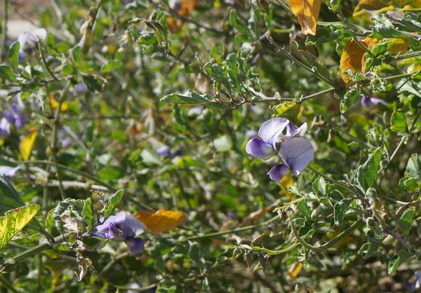 Flor de Lathyrus odoratus —  Fotos de Stock