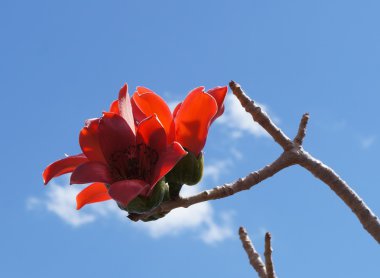 Hint itx (cotton tree) çiçeği