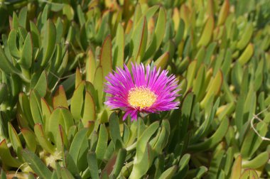 carpobrotus mantarı çiçeği