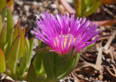 carpobrotus mantarı çiçeği