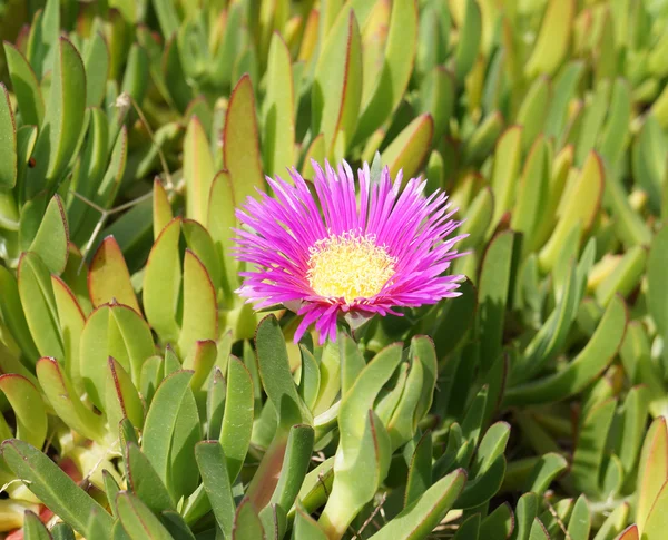 Carpobrotus edulis blossom — Stock Photo, Image