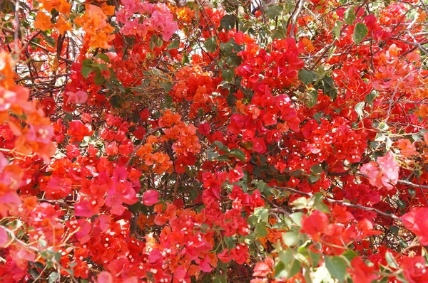 Bougainvillea czerwony kwiat — Zdjęcie stockowe