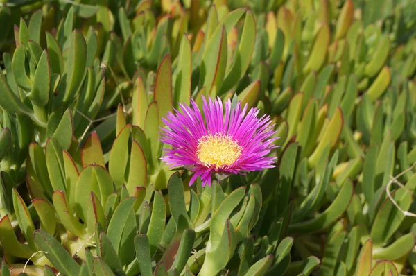 Carpobrotus edulis blossom — Stock Photo, Image