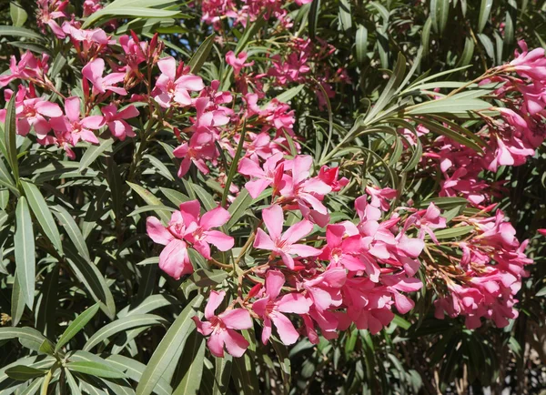 Flor de nerium rosa — Foto de Stock