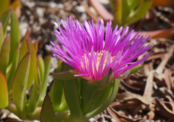 Fiore di Carpobrotus edulis — Foto Stock