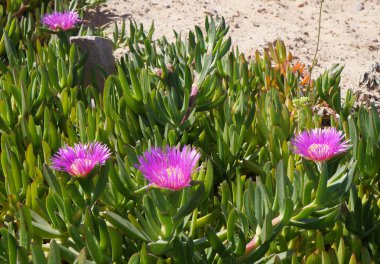 carpobrotus mantarı çiçeği