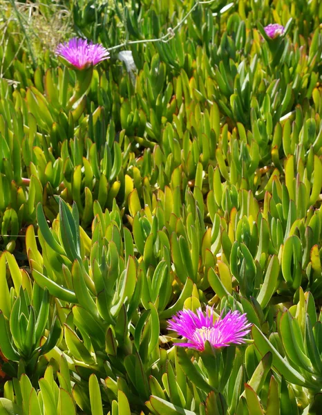 Carpobrotus 蓝靛果开花 — 图库照片