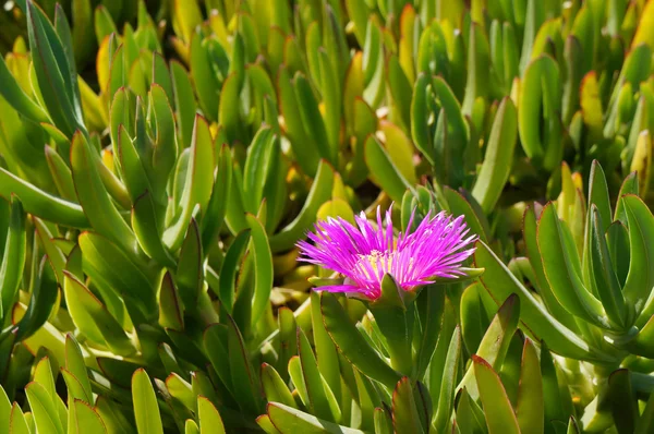 carpobrotus mantarı çiçeği