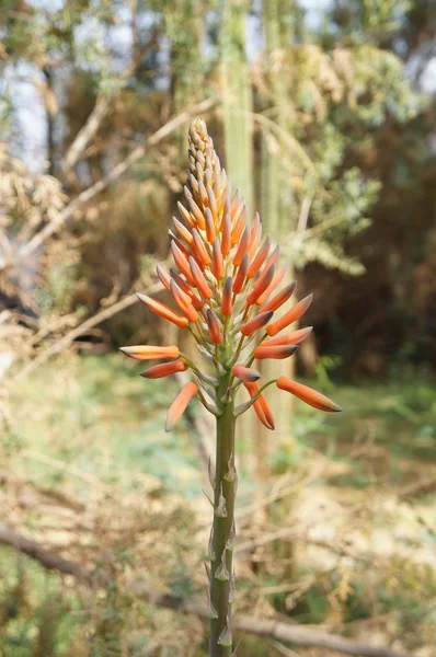 aloe vera çiçeği