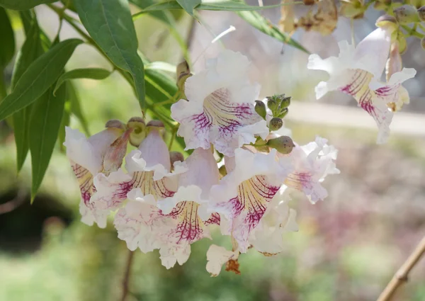 chitalpa tashkentensis çiçeği