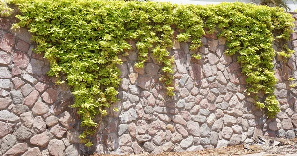 taş duvarda yeşil sarmaşık