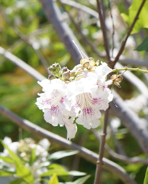 Fleur de Chitalpa tashkentensis — Photo