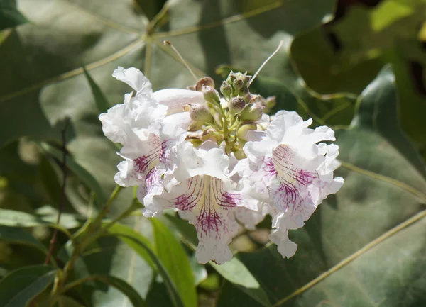 Chitalpa tashkentensis-Blüte — Stockfoto