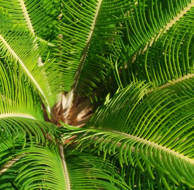 cycas revoluta bitki