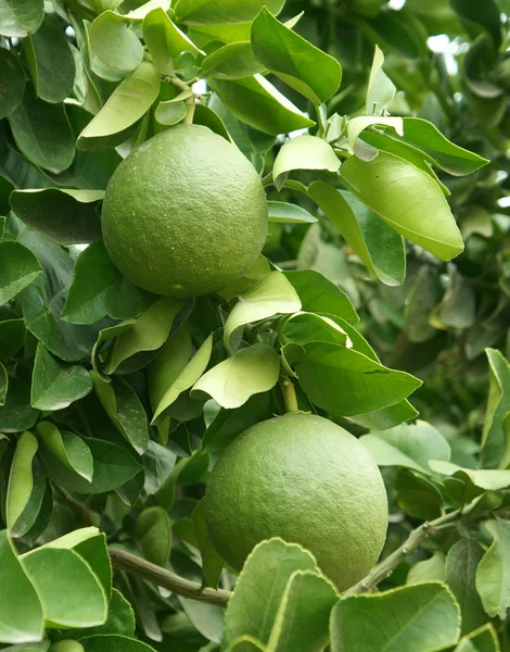 Green unripe grapefruits — Stock Photo, Image