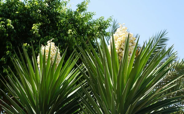 Yucca bitki çiçek — Stok fotoğraf
