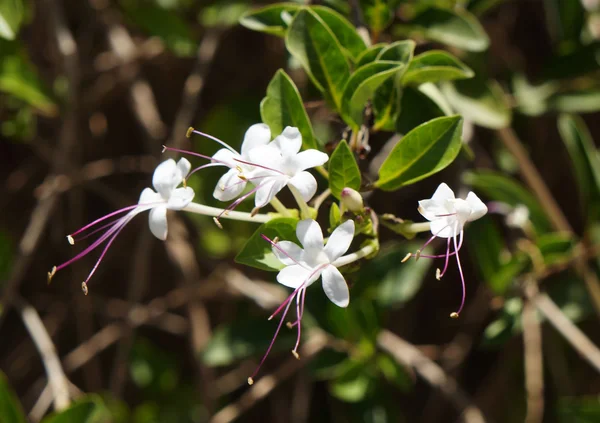 Clerodendrum inerme blossom