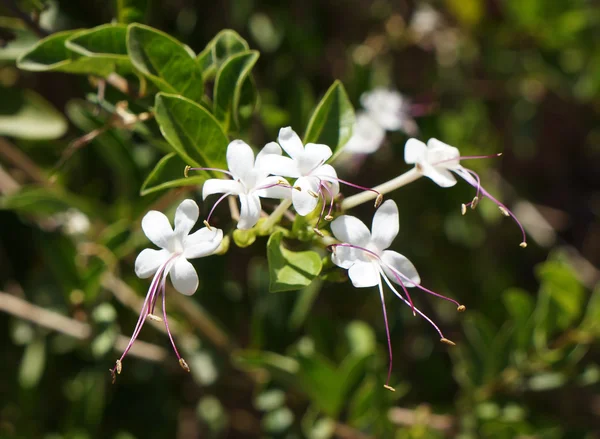 Clerodendrum inerme blossom — Foto de Stock