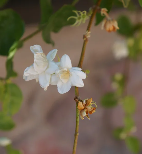 Fiori di gelsomino bianco — Foto Stock