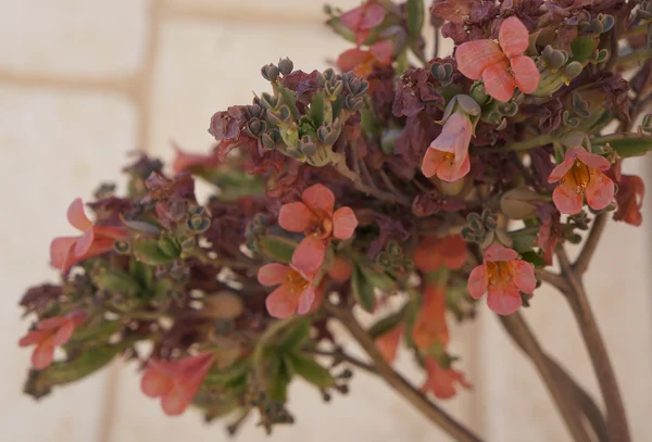 Kalanchoe blomma — Stockfoto