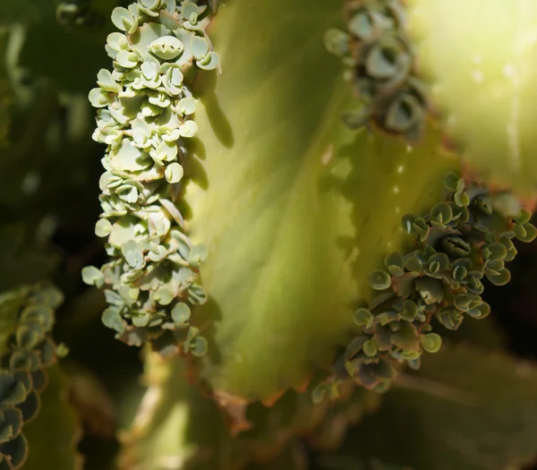 Folha de Kalanchoe — Fotografia de Stock