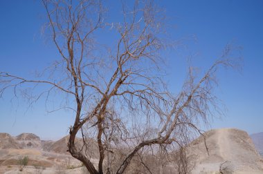 Kuru ölü akasya ağacı