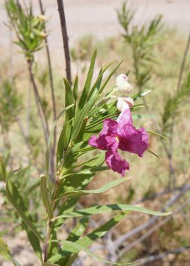 Chilopsis linearis çiçek