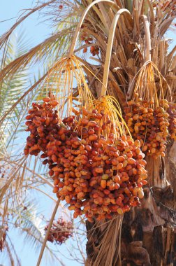 Ripe dates on the palm tree clipart